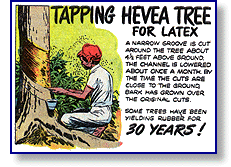 rubber tapping