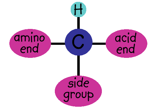 amino acid cartoon