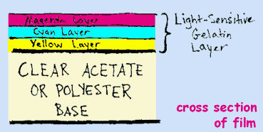 A cross section fo the film and it's layers of emulsion