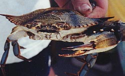 bluecrab