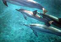 dolphins