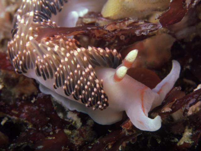 nudibranch