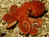 octopus