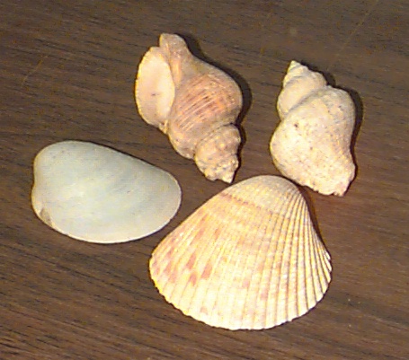 shells