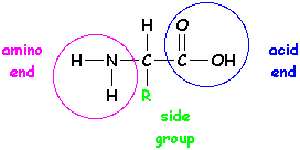 amino acid structure