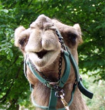 camel face