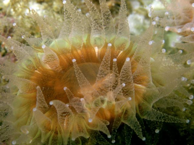 sea anemone