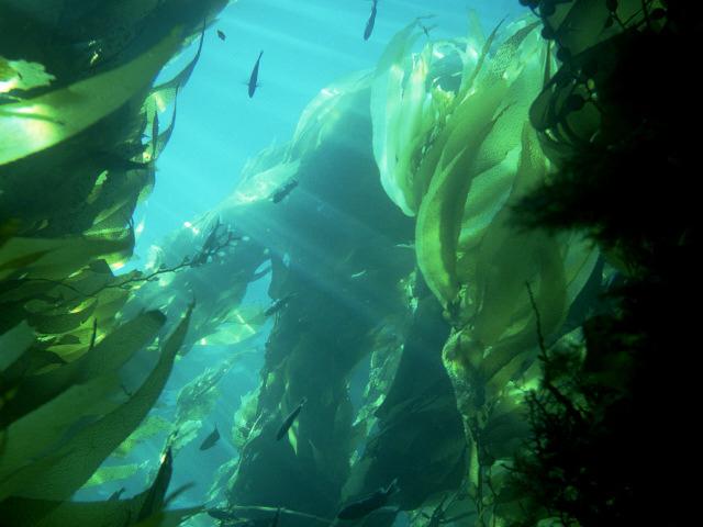 seaweed