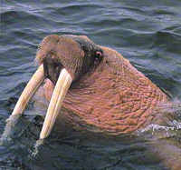 walrus