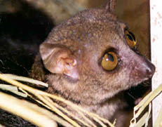 Greater Mouse Lemur